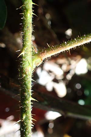 Rubus nigricans \ Tr&auml;ufelspitzen-Brombeere / Rust Bramble, D Karlsruhe 18.8.2019