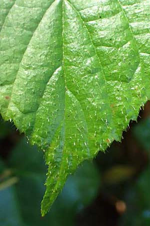 Rubus nigricans \ Tr&auml;ufelspitzen-Brombeere / Rust Bramble, D Karlsruhe 18.8.2019