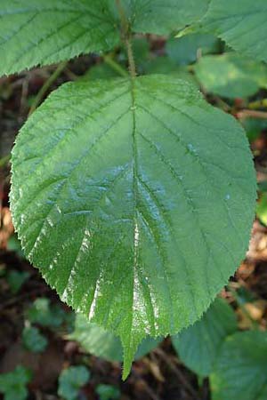 Rubus nigricans \ Tr&auml;ufelspitzen-Brombeere / Rust Bramble, D Karlsruhe 18.8.2019