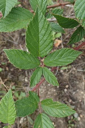 Rubus phyllostachys \ Durchbl�tterte Brombeere / Ear-Leaf Bramble, D Rheinstetten-Silberstreifen 18.8.2019