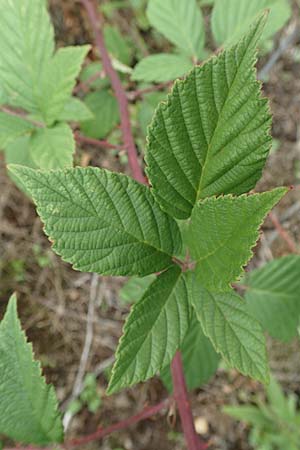 Rubus phyllostachys \ Durchbl�tterte Brombeere / Ear-Leaf Bramble, D Rheinstetten-Silberstreifen 18.8.2019