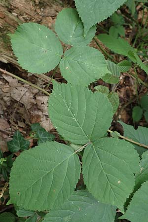 Rubus fabrimontanus \ Schmiedeberger Haselblatt-Brombeere / Schmiedeberg Bramble, D Bretten-G&ouml;lshausen 20.8.2019