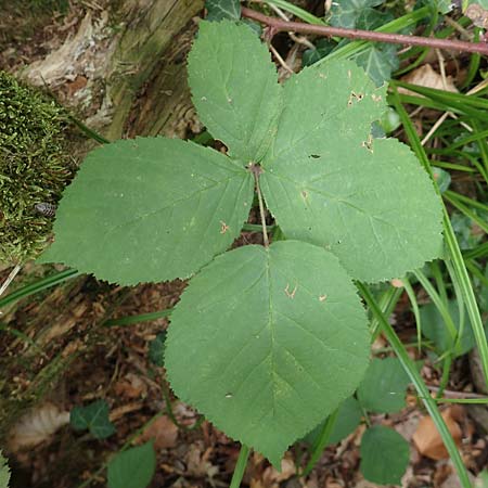Rubus fabrimontanus \ Schmiedeberger Haselblatt-Brombeere / Schmiedeberg Bramble, D Bretten-G&ouml;lshausen 20.8.2019