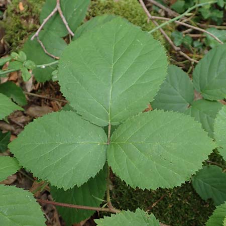 Rubus fabrimontanus \ Schmiedeberger Haselblatt-Brombeere / Schmiedeberg Bramble, D Bretten-G&ouml;lshausen 20.8.2019