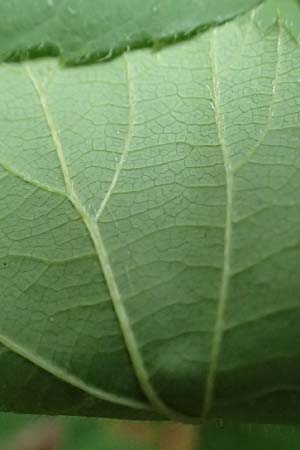 Rubus fabrimontanus \ Schmiedeberger Haselblatt-Brombeere / Schmiedeberg Bramble, D Bretten-G&ouml;lshausen 20.8.2019