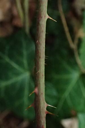 Rubus fabrimontanus \ Schmiedeberger Haselblatt-Brombeere / Schmiedeberg Bramble, D Bretten-G&ouml;lshausen 20.8.2019