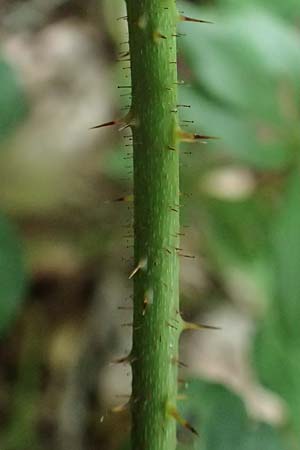 Rubus fabrimontanus \ Schmiedeberger Haselblatt-Brombeere / Schmiedeberg Bramble, D Bretten-G&ouml;lshausen 20.8.2019
