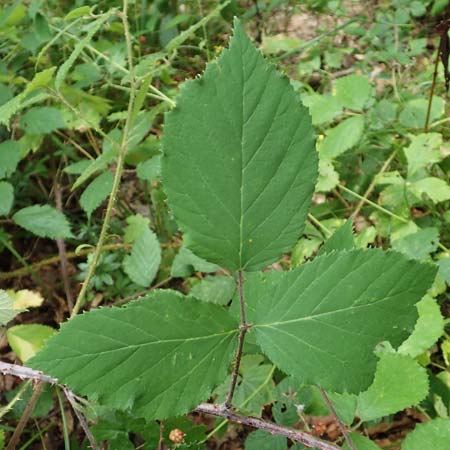 Rubus uncinatus \ Falsche Feindliche Brombeere / False Adversarial Bramble, D Bretten-G&ouml;lshausen 20.8.2019
