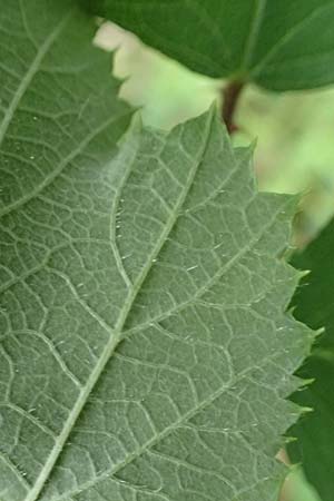 Rubus uncinatus \ Falsche Feindliche Brombeere / False Adversarial Bramble, D Bretten-G&ouml;lshausen 20.8.2019