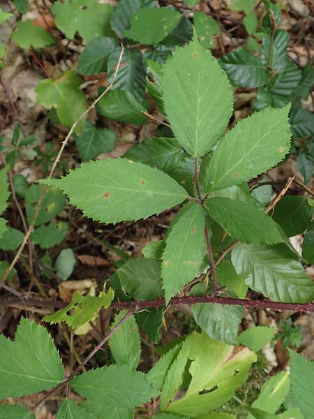 Rubus uncinatus \ Falsche Feindliche Brombeere / False Adversarial Bramble, D Bretten-G&ouml;lshausen 20.8.2019