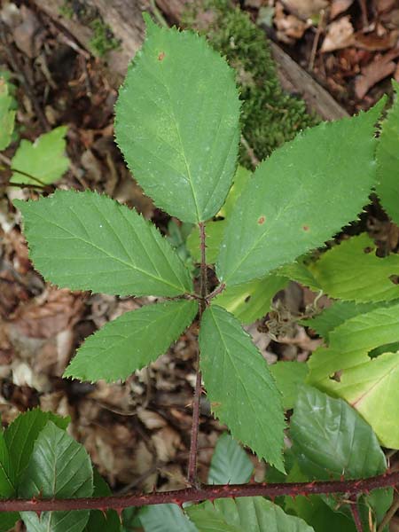 Rubus uncinatus \ Falsche Feindliche Brombeere / False Adversarial Bramble, D Bretten-G&ouml;lshausen 20.8.2019
