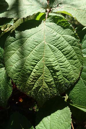Rubus nigricans \ Tr&auml;ufelspitzen-Brombeere / Rust Bramble, D Schwarzwald/Black-Forest, Hornisgrinde 4.9.2019