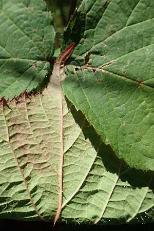 Rubus nigricans \ Tr&auml;ufelspitzen-Brombeere / Rust Bramble, D Schwarzwald/Black-Forest, Hornisgrinde 4.9.2019