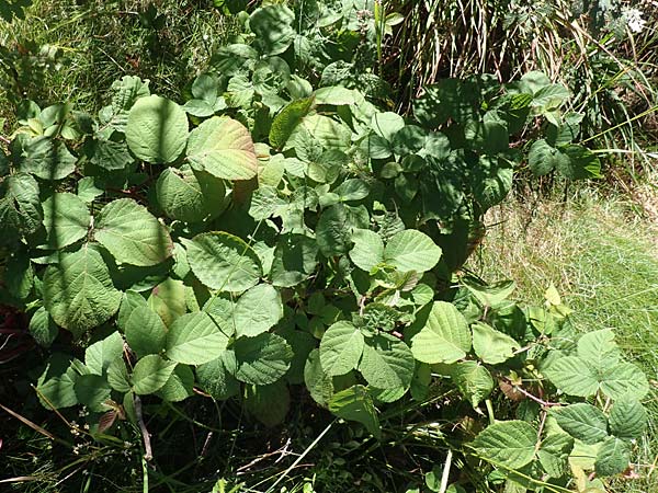 Rubus nigricans \ Tr&auml;ufelspitzen-Brombeere / Rust Bramble, D Schwarzwald/Black-Forest, Hornisgrinde 4.9.2019