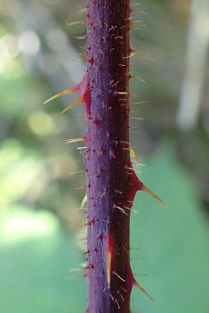Rubus nigricans \ Tr&auml;ufelspitzen-Brombeere / Rust Bramble, D Schwarzwald/Black-Forest, Hornisgrinde 4.9.2019