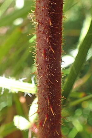 Rubus nigricans \ Tr&auml;ufelspitzen-Brombeere / Rust Bramble, D Schwarzwald/Black-Forest, Hornisgrinde 4.9.2019