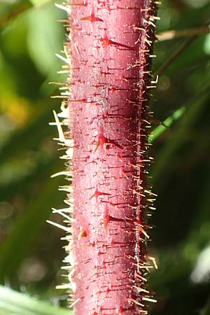 Rubus nigricans \ Tr&auml;ufelspitzen-Brombeere / Rust Bramble, D Schwarzwald/Black-Forest, Hornisgrinde 4.9.2019