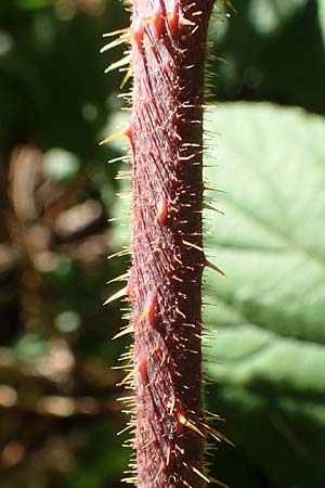 Rubus nigricans \ Tr&auml;ufelspitzen-Brombeere / Rust Bramble, D Schwarzwald/Black-Forest, Hornisgrinde 4.9.2019
