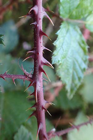 Rubus leiningeri \ Leininger Brombeere / Leiningen Bramble, D Mehlinger Heide 10.9.2019
