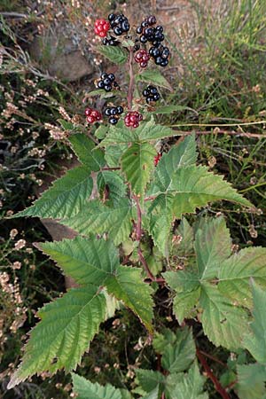 Rubus phyllostachys \ Durchbl�tterte Brombeere / Ear-Leaf Bramble, D Mehlinger Heide 10.9.2019