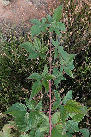Rubus phyllostachys \ Durchbl�tterte Brombeere / Ear-Leaf Bramble, D Mehlinger Heide 10.9.2019