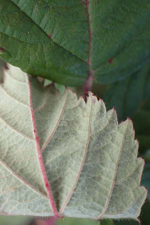 Rubus phyllostachys \ Durchbl�tterte Brombeere / Ear-Leaf Bramble, D Mehlinger Heide 10.9.2019