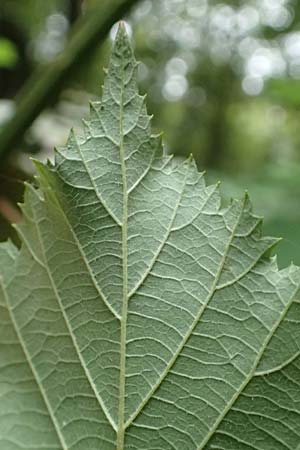 Rubus procerus \ Robuste Brombeere / Himalayan Bramble, D Pfinztal-Berghausen 11.9.2019