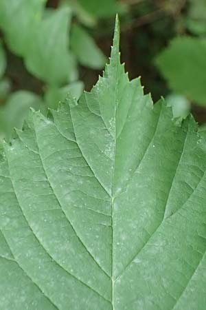 Rubus procerus \ Robuste Brombeere / Himalayan Bramble, D Pfinztal-Berghausen 11.9.2019