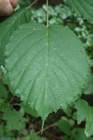 Rubus procerus \ Robuste Brombeere / Himalayan Bramble, D Pfinztal-Berghausen 11.9.2019