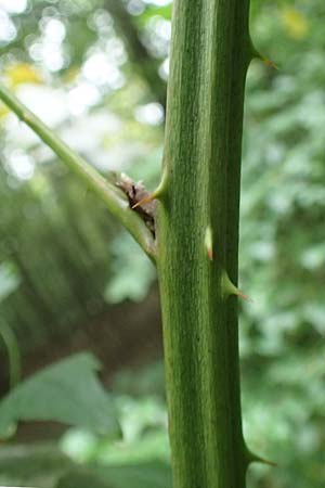 Rubus procerus \ Robuste Brombeere / Himalayan Bramble, D Pfinztal-Berghausen 11.9.2019
