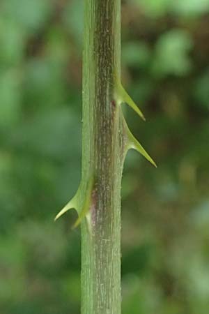 Rubus procerus \ Robuste Brombeere / Himalayan Bramble, D Pfinztal-Berghausen 11.9.2019