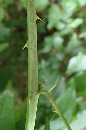 Rubus procerus \ Robuste Brombeere / Himalayan Bramble, D Pfinztal-Berghausen 11.9.2019