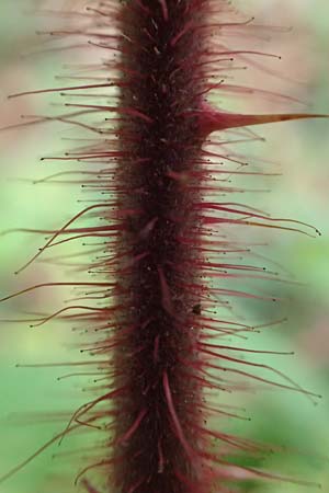 Rubus phoenicolasius \ Japanische Weinbeere, Rotborstige Himbeere / Wine Raspberry, D Bensheim 1.10.2019