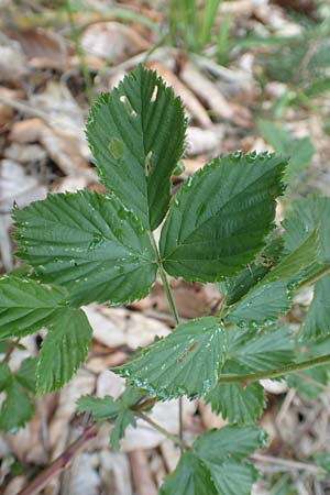 Rubus plicatus \ Falten-Brombeere / Plicate Bramble, D Bad Orb 20.6.2020