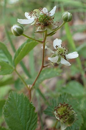 Rubus plicatus \ Falten-Brombeere / Plicate Bramble, D Bad Orb 20.6.2020