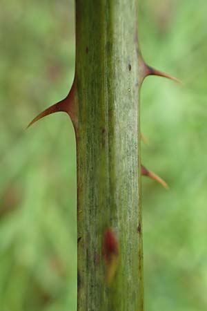 Rubus plicatus \ Falten-Brombeere / Plicate Bramble, D Spessart, Mernes 20.6.2020