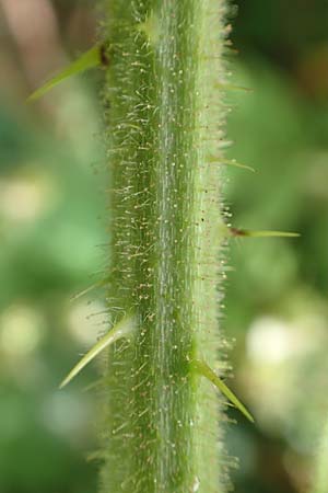 Rubus pallidus \ Bleiche Brombeere / Pale Bramble, D Steinau an der Stra&szlig;e-Seidenroth 20.6.2020