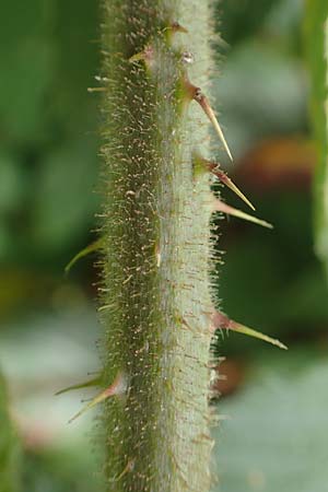 Rubus pallidus \ Bleiche Brombeere / Pale Bramble, D Steinau an der Stra&szlig;e-Seidenroth 20.6.2020