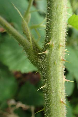 Rubus pallidus \ Bleiche Brombeere / Pale Bramble, D Steinau an der Stra&szlig;e-Seidenroth 20.6.2020
