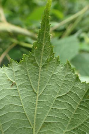 Rubus pallidus \ Bleiche Brombeere / Pale Bramble, D Steinau an der Stra&szlig;e-Seidenroth 20.6.2020