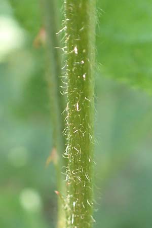 Rubus specG ? \ Brombeere / Bramble, D Eschenburg-Simmersbach 21.6.2020