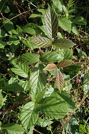 Rubus pseudolusaticus \ Falsche Lausitzer Brombeere / False Lusatian Bramble, D H&ouml;xter-Ottbergen 29.7.2020