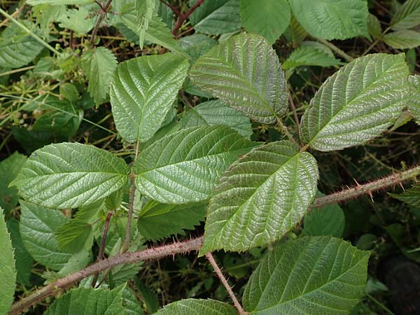 Rubus pseudolusaticus \ Falsche Lausitzer Brombeere / False Lusatian Bramble, D H&ouml;xter-Ottbergen 29.7.2020