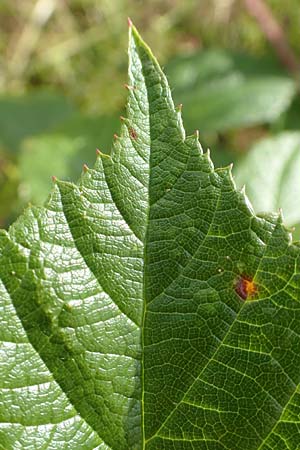 Rubus pseudolusaticus \ Falsche Lausitzer Brombeere / False Lusatian Bramble, D H&ouml;xter-Ottbergen 29.7.2020