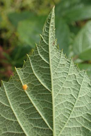 Rubus pseudolusaticus \ Falsche Lausitzer Brombeere / False Lusatian Bramble, D H&ouml;xter-Ottbergen 29.7.2020