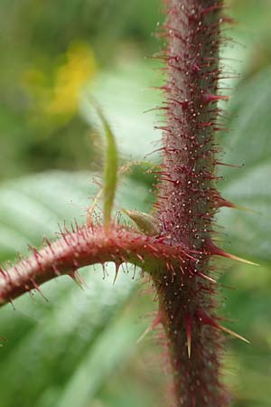Rubus pseudolusaticus \ Falsche Lausitzer Brombeere / False Lusatian Bramble, D H&ouml;xter-Ottbergen 29.7.2020