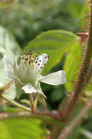 Rubus pseudolusaticus \ Falsche Lausitzer Brombeere / False Lusatian Bramble, D H&ouml;xter-Ottbergen 29.7.2020