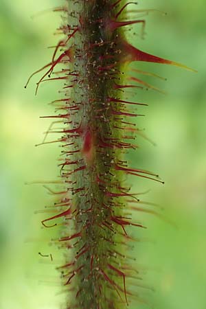 Rubus pseudolusaticus \ Falsche Lausitzer Brombeere / False Lusatian Bramble, D H&ouml;xter-Ottbergen 29.7.2020