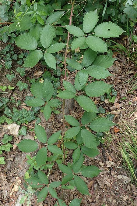 Rubus perperus \ Tr&uuml;gerische Brombeere, L&uuml;gen-Brombeere / Deficient Bramble, D Baunatal-Altenritte 29.7.2020