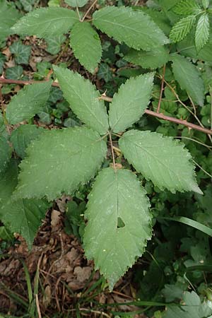 Rubus perperus \ Tr&uuml;gerische Brombeere, L&uuml;gen-Brombeere / Deficient Bramble, D Baunatal-Altenritte 29.7.2020